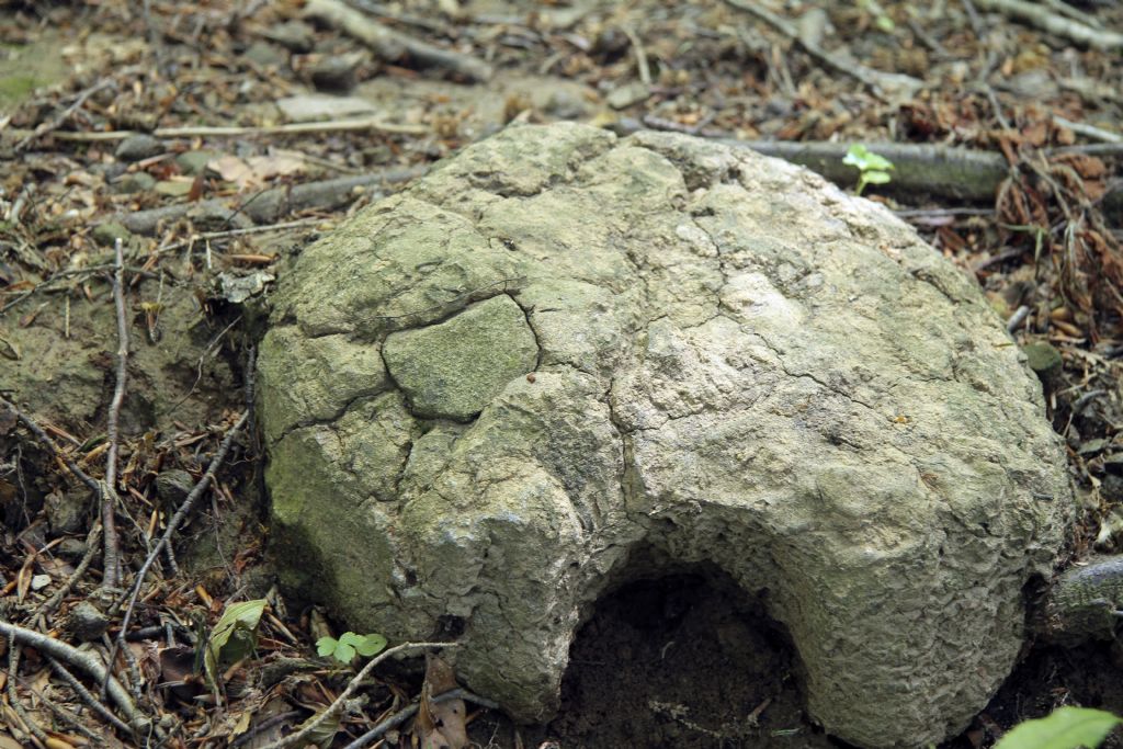 inclusione interessante